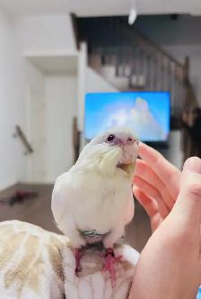 LOST COCKATIEL OAKVILLE - Photo 2