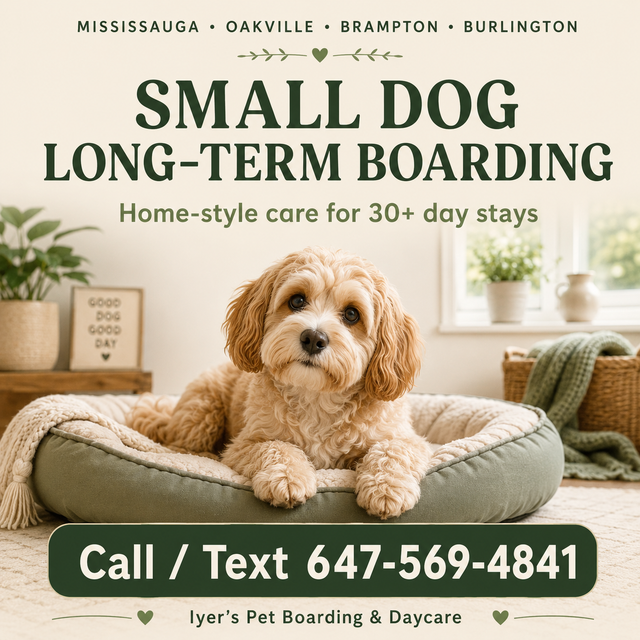 Small Dog Long-Term Boarding Mississauga |