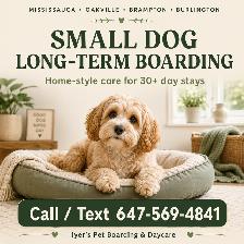Small Dog Long-Term Boarding Mississauga |