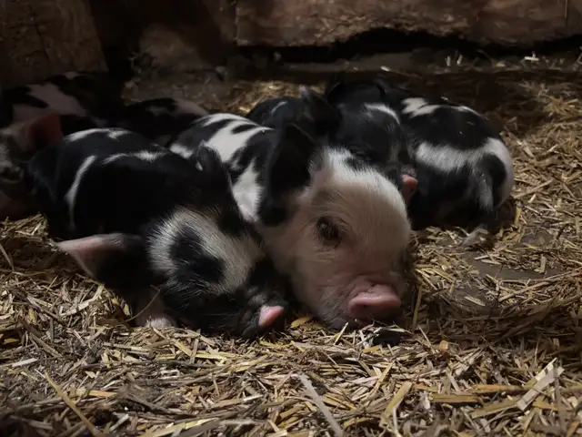 KuneKune Piglets