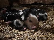 KuneKune Piglets