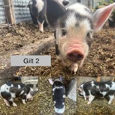 KuneKune Piglets - Photo 3