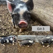 KuneKune Piglets - Photo 4