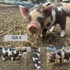 KuneKune Piglets - Photo 5