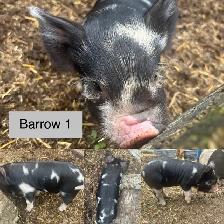KuneKune Piglets - Photo 6