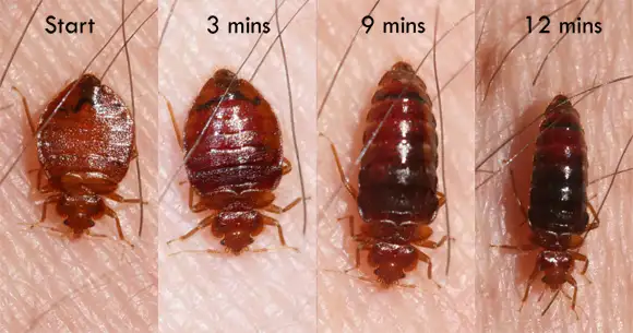 Pest Control Exterminator Bedbug Mice Service 99 $ 647-609-8202