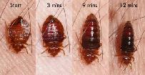 Pest Control Exterminator Bedbug Mice Service 99 $ 647-609-8202