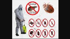 Pest Control Exterminator Bedbug Mice Service 99 $ 647-609-8202 - Photo 2