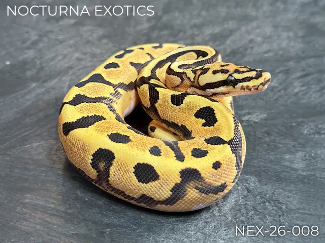 Designer Baby Ball Pythons!  Great Genetics, Budget-Friendly