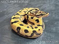 Designer Baby Ball Pythons!  Great Genetics, Budget-Friendly