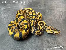 Designer Baby Ball Pythons!  Great Genetics, Budget-Friendly - Photo 4