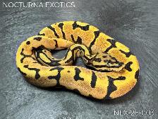 Designer Baby Ball Pythons!  Great Genetics, Budget-Friendly - Photo 5