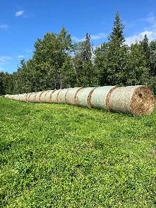 Alfalfa/grass hay
