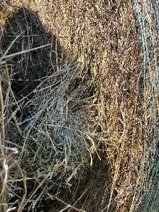 Alfalfa/grass hay - Photo 4