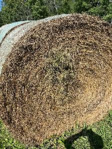 Alfalfa/grass hay - Photo 5