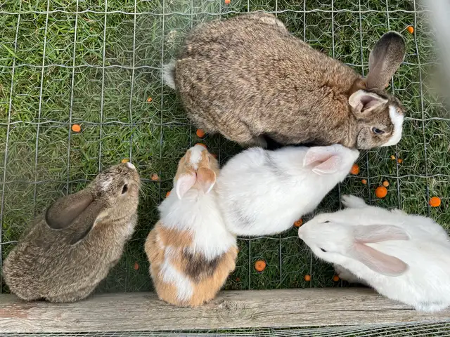Little Bunnies for sale!
