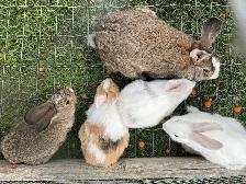 Little Bunnies for sale!