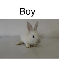 Little Bunnies for sale! - Photo 2