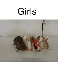 Little Bunnies for sale! - Photo 3