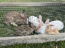 Little Bunnies for sale! - Photo 4