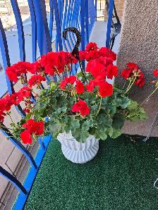 concrete flower urn - Photo 2