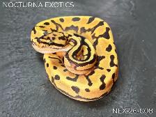 Hatchling Ball Pythons! - Photo 2
