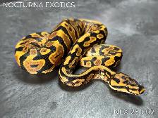 Designer Ball Python Hatchlings