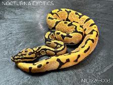 Designer Ball Python Hatchlings - Photo 5