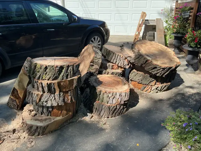 FREE FRESH CUT WILLOW (10 pieces left)