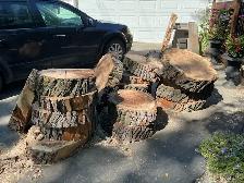 FREE FRESH CUT WILLOW (10 pieces left)