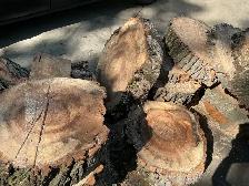 FREE FRESH CUT WILLOW (10 pieces left) - Photo 2
