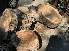 FREE FRESH CUT WILLOW (10 pieces left) - Photo 3