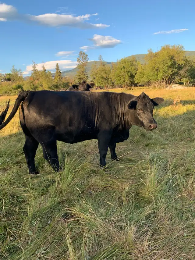2- Bred Heifers