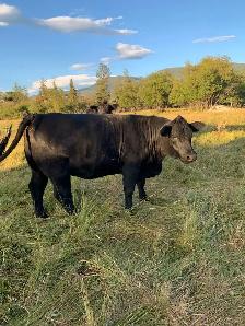 2- Bred Heifers