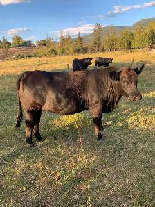 2- Bred Heifers - Photo 2