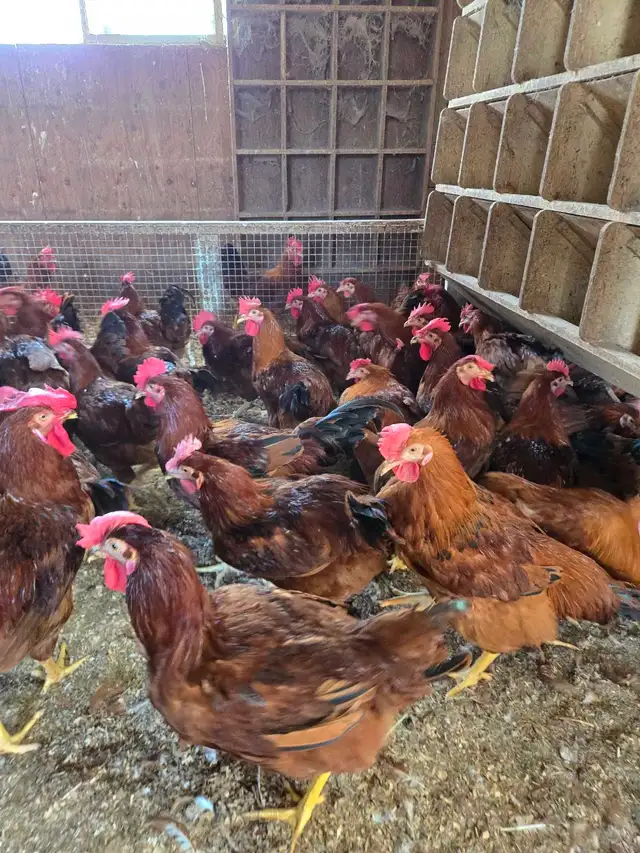 Livestock