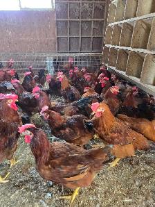 Livestock