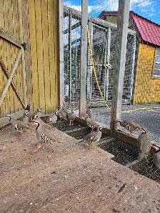Livestock - Photo 2