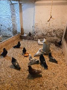 Livestock - Photo 3