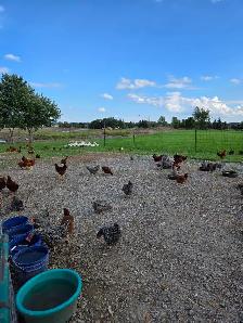Livestock - Photo 4