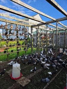 Livestock - Photo 5