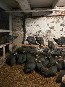 Livestock - Photo 6