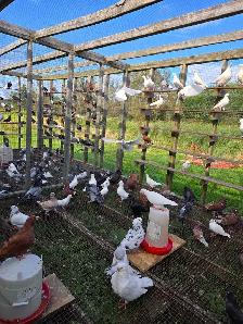Livestock - Photo 7