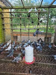 Livestock - Photo 8