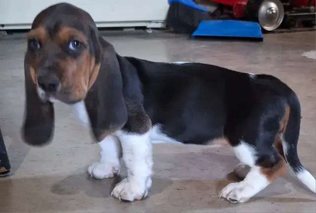 Basset Hound Puppies for sale