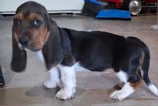 Basset Hound Puppies for sale
