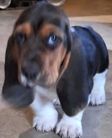 Basset Hound Puppies for sale - Photo 2