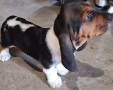 Basset Hound Puppies for sale - Photo 3