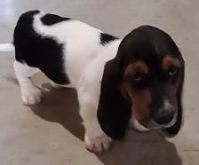 Basset Hound Puppies for sale - Photo 4