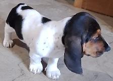 Basset Hound Puppies for sale - Photo 5